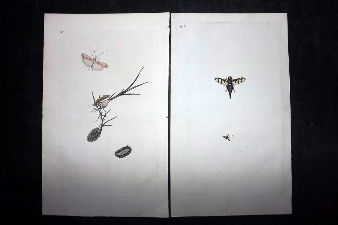 Donovan, Edward C1800 Pair of Hand Col Insect Prints: Hand Colored Etchings Published 1796-1813, London for "The Natural History of British Insects" by Edward Donovan. With accompanying descriptive text. Paper Size: 9.5 x 6 inch (24 x 15cm) Good Conditio