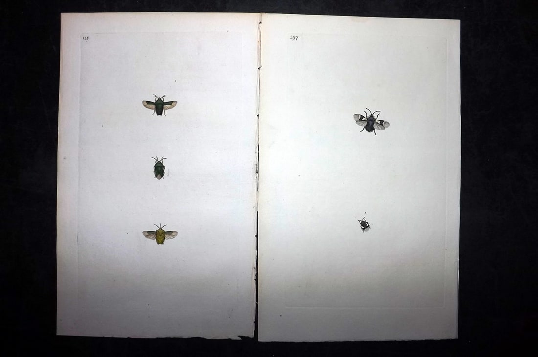 Donovan, Edward C1800 Pair of Hand Col Insect Prints: Hand Colored Etchings Published 1796-1813, London for "The Natural History of British Insects" by Edward Donovan. With accompanying descriptive text. Paper Size: 9.5 x 6 inch (24 x 15cm) One lacking d