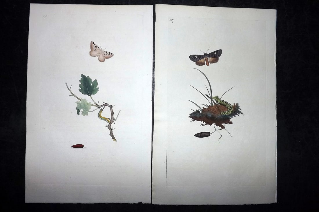 Donovan, Edward C1800 Pair of Hand Col Moth Prints (1 of 2)