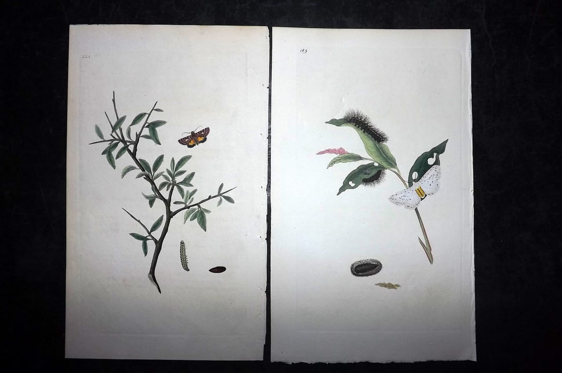 Donovan, Edward C1800 Pair of Hand Col Moth Prints (1 of 2)
