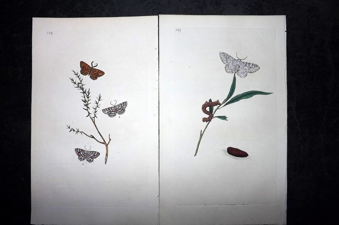 Donovan, Edward C1800 Pair of Hand Col Moth Prints (1 of 2)