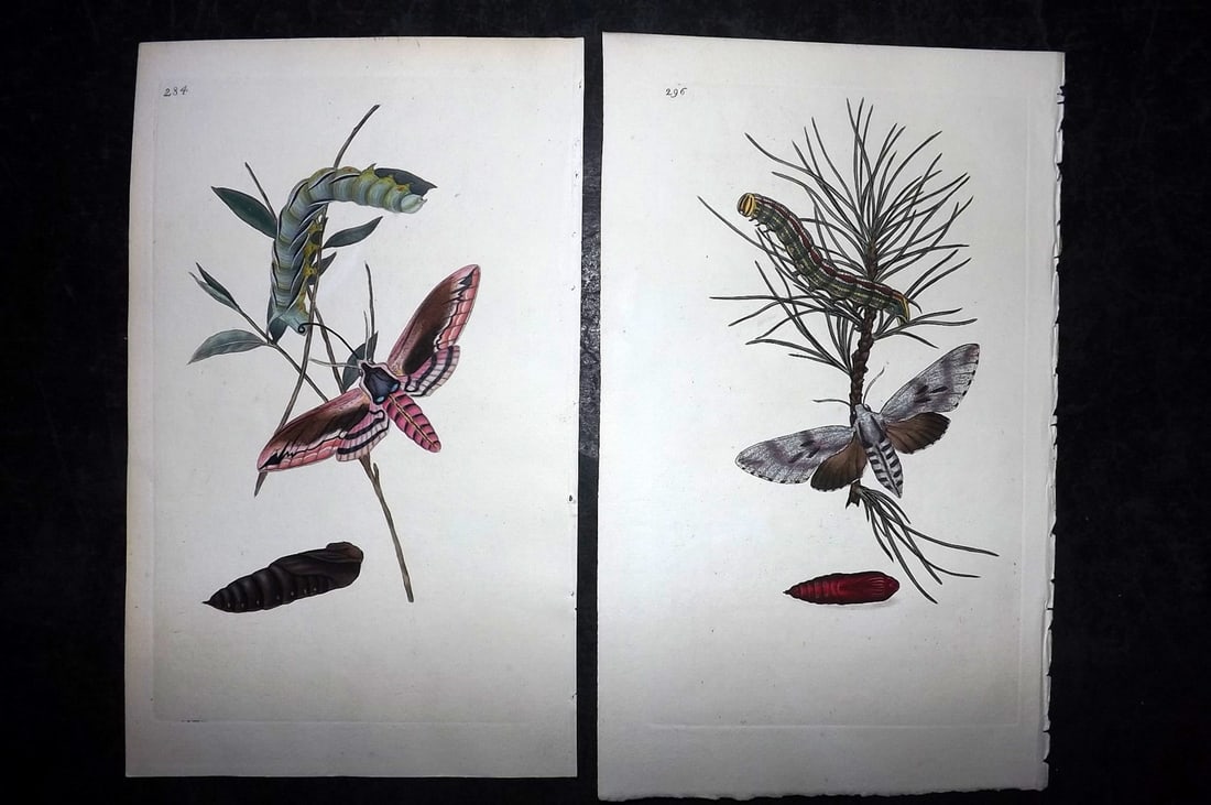 Donovan, Edward C1800 Pair of Hand Col Moth Prints (1 of 2)