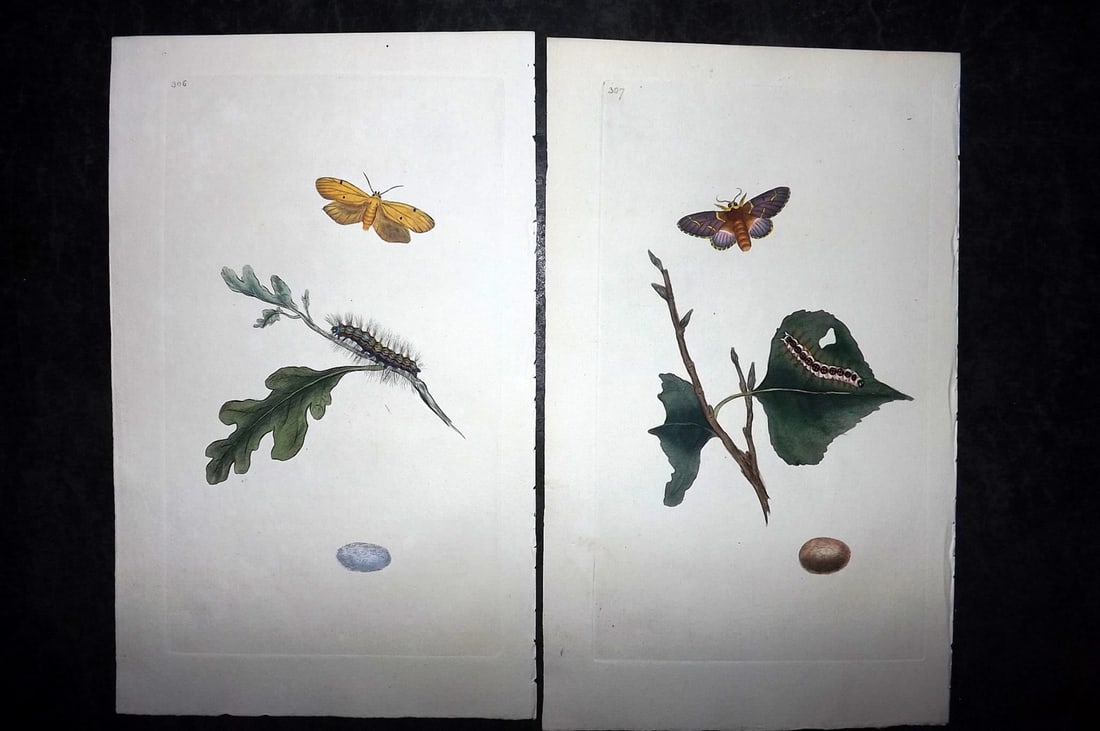 Donovan, Edward C1800 Pair of Hand Col Moth Prints (1 of 2)