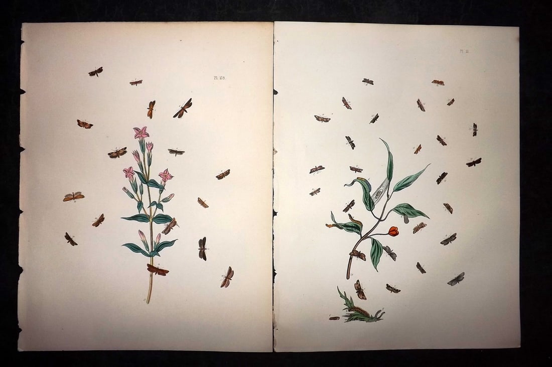 Humphreys & Westwood 1857 Pair of Hand Col Moth Prints: Hand Colored Lithographs Published 1849, London for "British Moths and Their Transformations" by Henry Noel Humphreys & John Obadiah Westwood. Paper Size: 11 x 8.5 inch (28 x 22cm) Good Condition