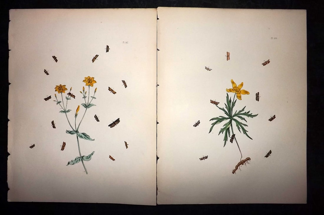 Humphreys & Westwood 1857 Pair of Hand Col Moth Prints: Hand Colored Lithographs Published 1849, London for "British Moths and Their Transformations" by Henry Noel Humphreys & John Obadiah Westwood. Paper Size: 11 x 8.5 inch (28 x 22cm) Good Condition