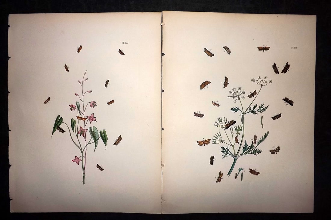 Humphreys & Westwood 1857 Pair of Hand Col Moth Prints: Hand Colored Lithographs Published 1849, London for "British Moths and Their Transformations" by Henry Noel Humphreys & John Obadiah Westwood. Paper Size: 11 x 8.5 inch (28 x 22cm) Good Condition