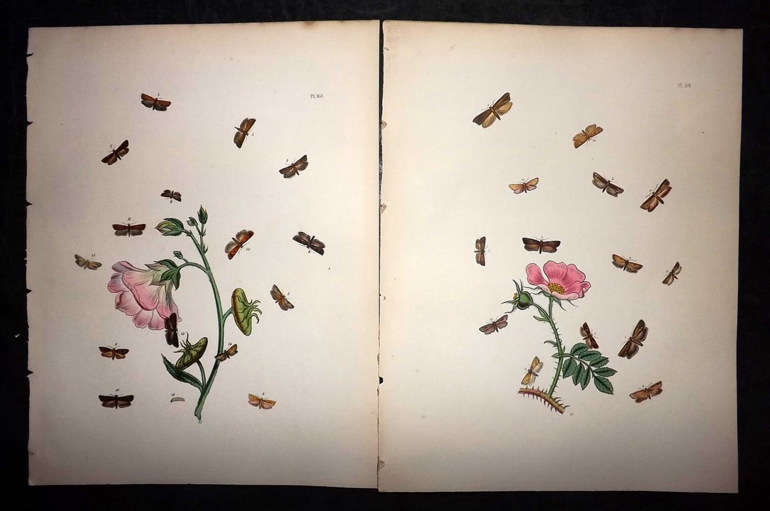 Humphreys & Westwood 1857 Pair of Hand Col Moth Prints: Hand Colored Lithographs Published 1849, London for "British Moths and Their Transformations" by Henry Noel Humphreys & John Obadiah Westwood. Paper Size: 11 x 8.5 inch (28 x 22cm) Good Condition