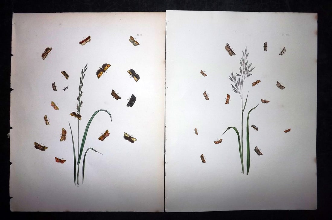 Humphreys & Westwood 1857 Pair of Hand Col Moth Prints: Hand Colored Lithographs Published 1849, London for "British Moths and Their Transformations" by Henry Noel Humphreys & John Obadiah Westwood. Paper Size: 11 x 8.5 inch (28 x 22cm) Good Condition