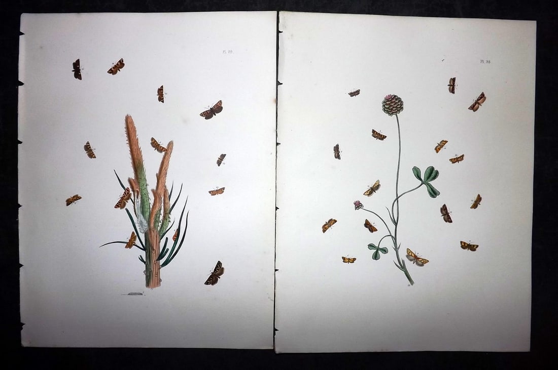 Humphreys & Westwood 1857 Pair of Hand Col Moth Prints: Hand Colored Lithographs Published 1849, London for "British Moths and Their Transformations" by Henry Noel Humphreys & John Obadiah Westwood. Paper Size: 11 x 8.5 inch (28 x 22cm) Good Condition