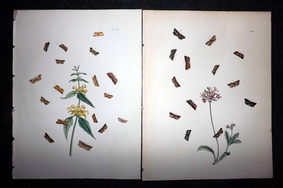 Humphreys & Westwood 1857 Pair of Hand Col Moth Prints: Hand Colored Lithographs Published 1849, London for "British Moths and Their Transformations" by Henry Noel Humphreys & John Obadiah Westwood. Paper Size: 11 x 8.5 inch (28 x 22cm) Good Condition