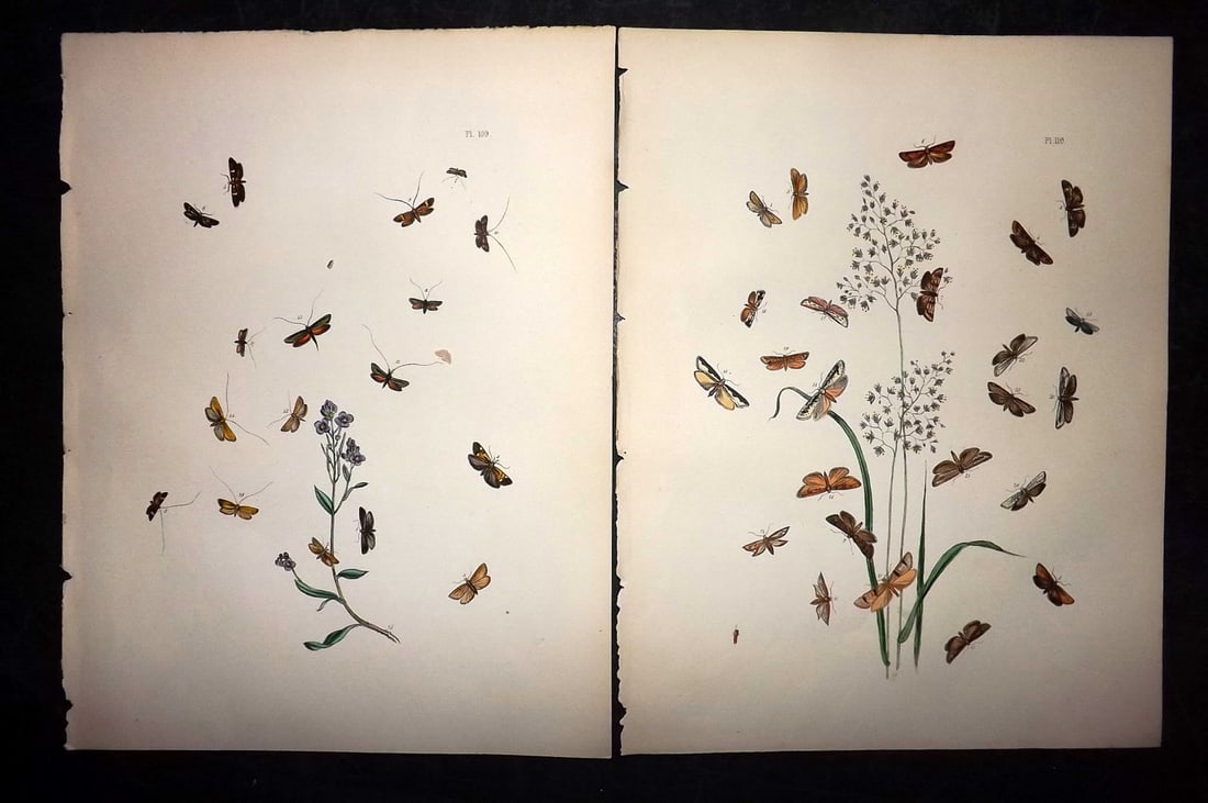 Humphreys & Westwood 1857 Pair of Hand Col Moth Prints: Hand Colored Lithographs Published 1849, London for "British Moths and Their Transformations" by Henry Noel Humphreys & John Obadiah Westwood. Paper Size: 11 x 8.5 inch (28 x 22cm) Good Condition