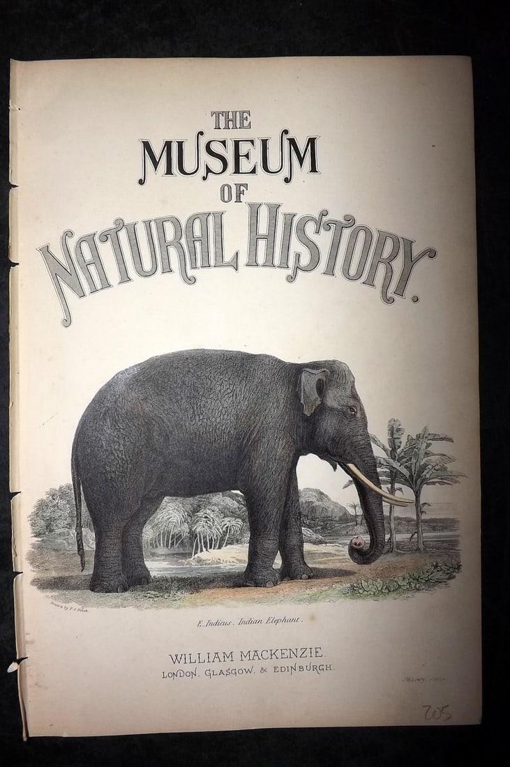 Richardson, John 1862 Hand Col Print. Elephant, Title Page: Hand Colored Steel Engraving/Etching Published 1859-62 by William Mackenzie, Edinburgh & London for "The Museum of Natural History" by John Richardson. Paper Size: 10.5 x 7 inch (27 x 18cm) Good Condi