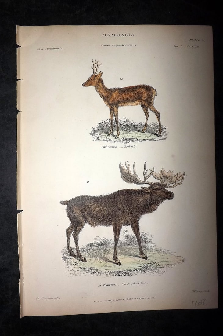 Richardson, John 1862 Hand Col Print. Elk, Roebuck: Hand Colored Steel Engraving/Etching Published 1859-62 by William Mackenzie, Edinburgh & London for "The Museum of Natural History" by John Richardson. Paper Size: 10.5 x 7 inch (27 x 18cm) Good Condi