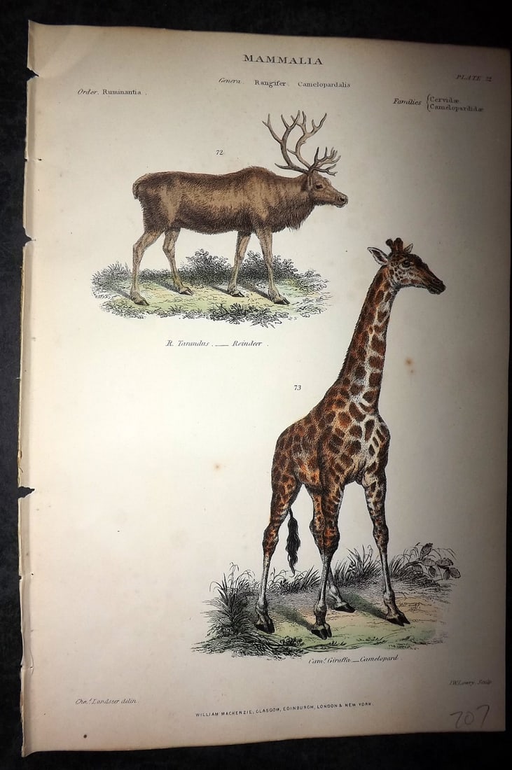 Richardson, John 1862 Hand Col Print. Giraffe, Reindeer: Hand Colored Steel Engraving/Etching Published 1859-62 by William Mackenzie, Edinburgh & London for "The Museum of Natural History" by John Richardson. Paper Size: 10.5 x 7 inch (27 x 18cm) Good Condi