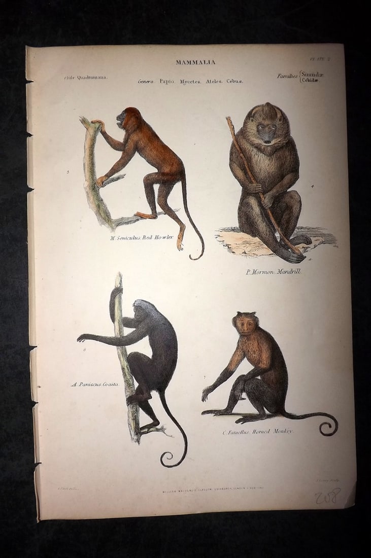 Richardson, John 1862 Hand Col Print. Howler, Mandrill Monkeys: Hand Colored Steel Engraving/Etching Published 1859-62 by William Mackenzie, Edinburgh & London for "The Museum of Natural History" by John Richardson. Paper Size: 10.5 x 7 inch (27 x 18cm) Good Condi