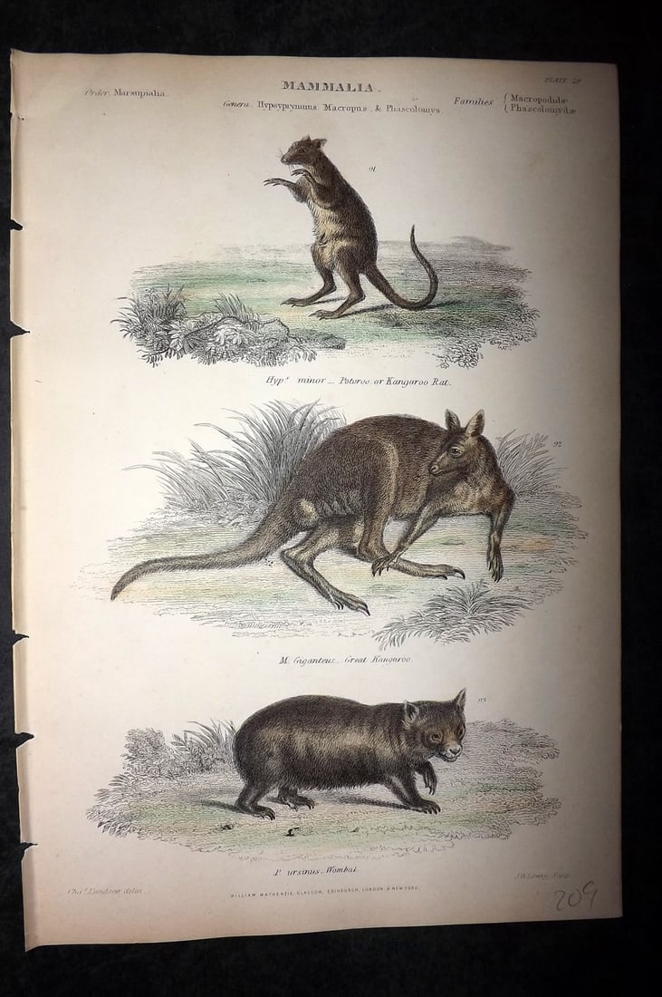 Richardson, John 1862 Hand Col Print. Kangaroo, Wombat, Rat Kangaroo Australia (1 of 1)