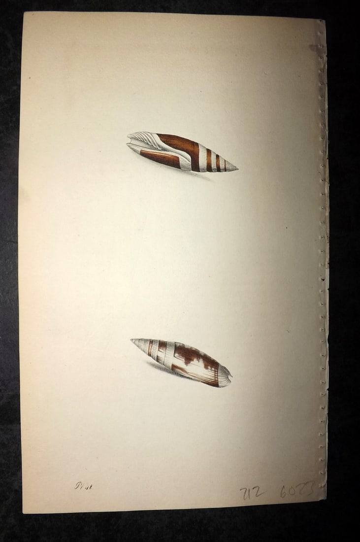 Swainson, William 1820 Hand Col Shell Print. Chestnut Banded Mitre 48 (1 of 1)