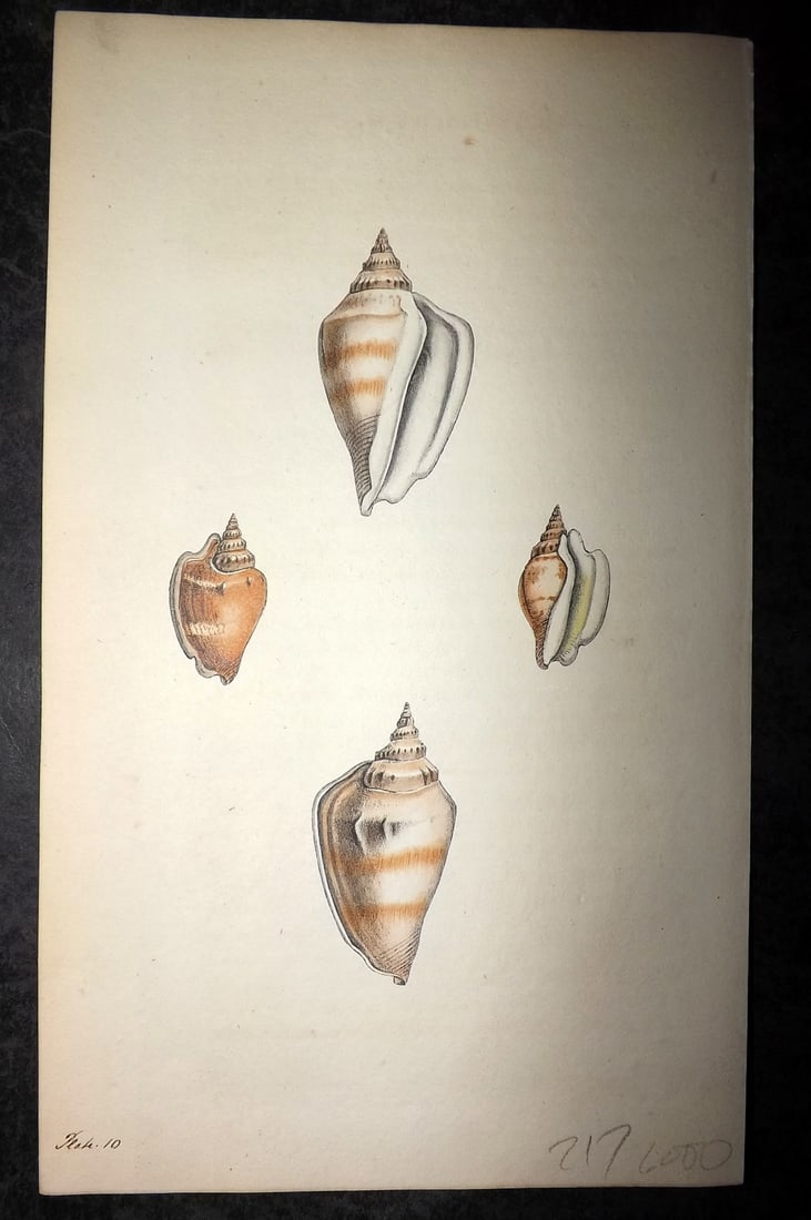 Swainson, William 1820 Hand Col Shell Print. Strombus 10 (1 of 1)