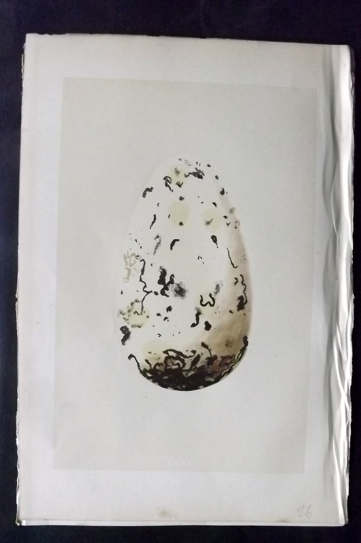 Morris, Francis 1870 Bird Egg Print. Extinct Great Auk: Woodblocks Published 1870, London for "A Natural History of the Nests and Eggs of British Birds" By the Rev. Francis Orpen Morris, printed Benjamin Fawcett. With accompanying descriptive text. Paper S