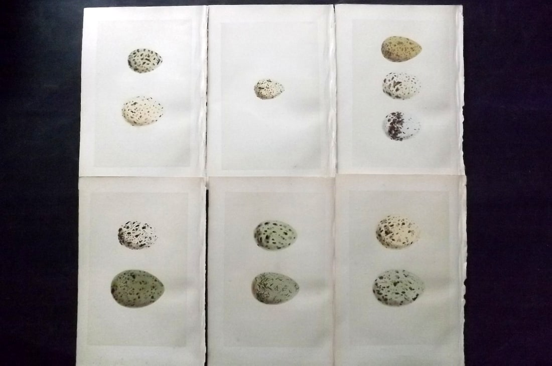 Morris, Francis 1870 Lot of 6 Antique Bird Egg Prints: Woodblocks Published 1870, London for "A Natural History of the Nests and Eggs of British Birds" By the Rev. Francis Orpen Morris, printed Benjamin Fawcett. With accompanying descriptive text. Paper S