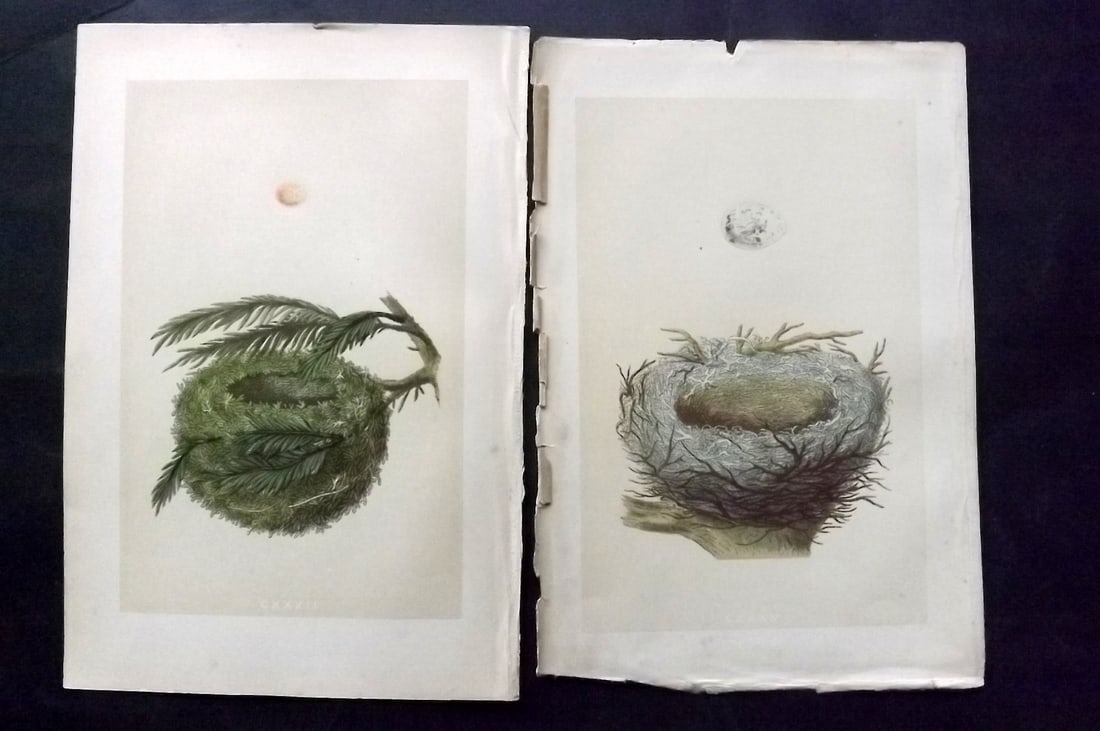 Morris, Francis 1870 Pair of Antique Bird Nest Prints: Woodblocks Published 1870, London for "A Natural History of the Nests and Eggs of British Birds" By the Rev. Francis Orpen Morris, printed Benjamin Fawcett. With accompanying descriptive text. Paper S
