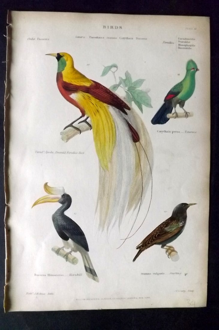Richardson, John 1862 Hand Col Bird Print. Bird of Paradise, Hornbill, Touraco, Starling: Hand Colored Steel Engraving/Etching Published 1859-62 by William Mackenzie, Edinburgh & London for "The Museum of Natural History" by John Richardson. Paper Size: 10.5 x 7 inch (27 x 18cm) Very minor