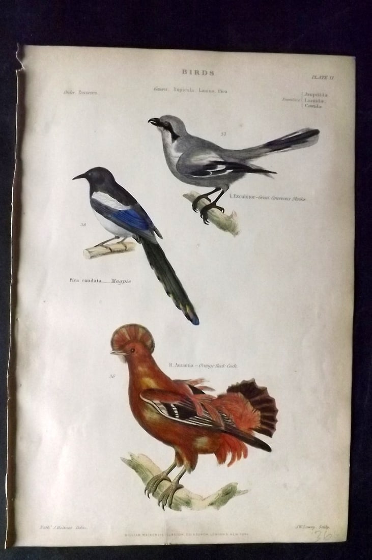 Richardson, John 1862 Hand Col Bird Print. Cock of the Rock, Magpie, Shrike: Hand Colored Steel Engraving/Etching Published 1859-62 by William Mackenzie, Edinburgh & London for "The Museum of Natural History" by John Richardson. Paper Size: 10.5 x 7 inch (27 x 18cm) Good Condi