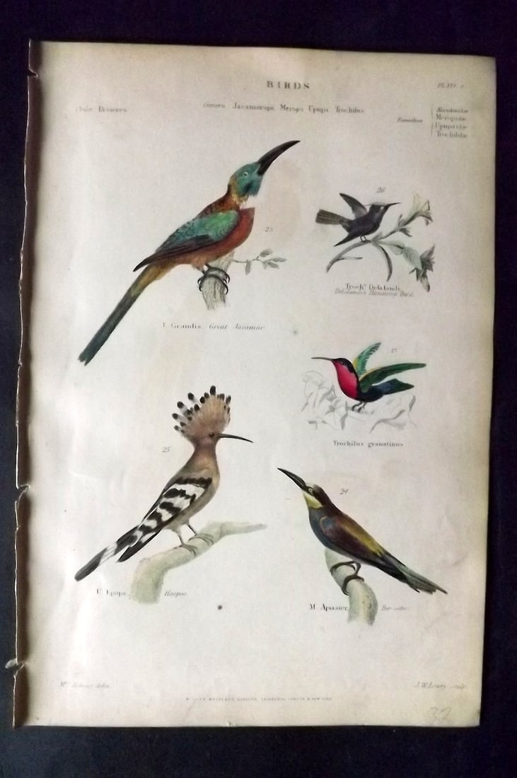 Richardson, John 1862 Hand Col Bird Print. Hoopoe, Hummingbird, Jacamar, Bee-Eater: Hand Colored Steel Engraving/Etching Published 1859-62 by William Mackenzie, Edinburgh & London for "The Museum of Natural History" by John Richardson. Paper Size: 10.5 x 7 inch (27 x 18cm) Very minor