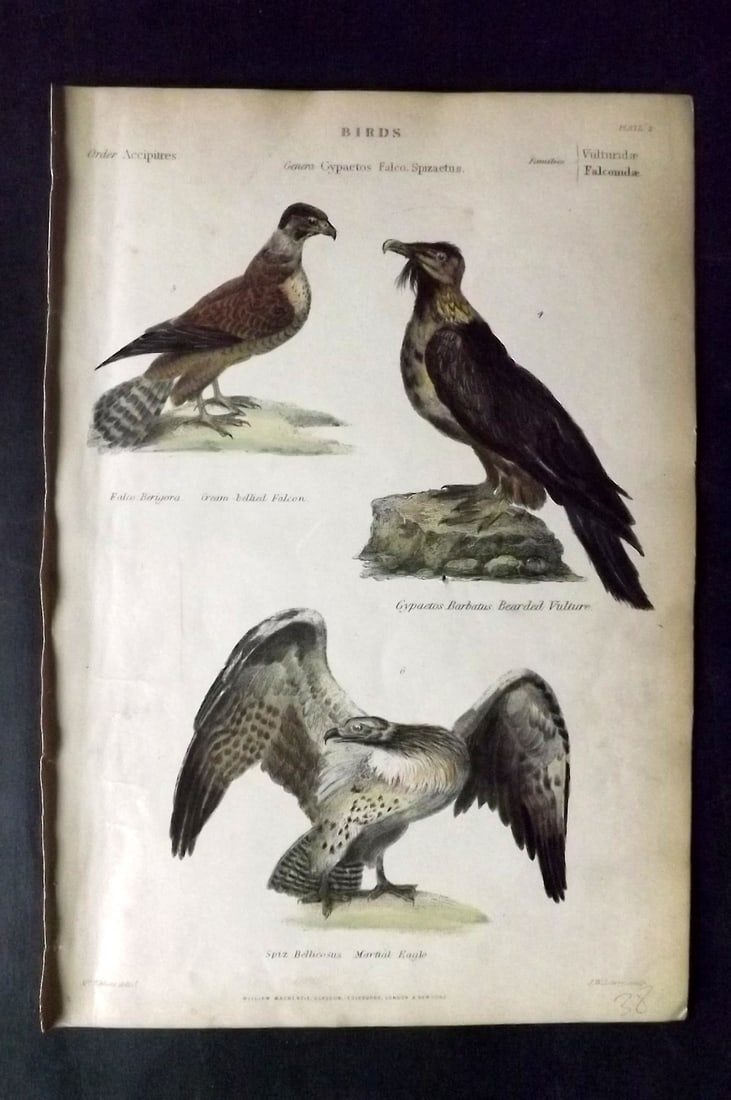 Richardson, John 1862 Hand Col Bird Print. Martial Eagle, Falcon, Bearded Vulture (1 of 1)