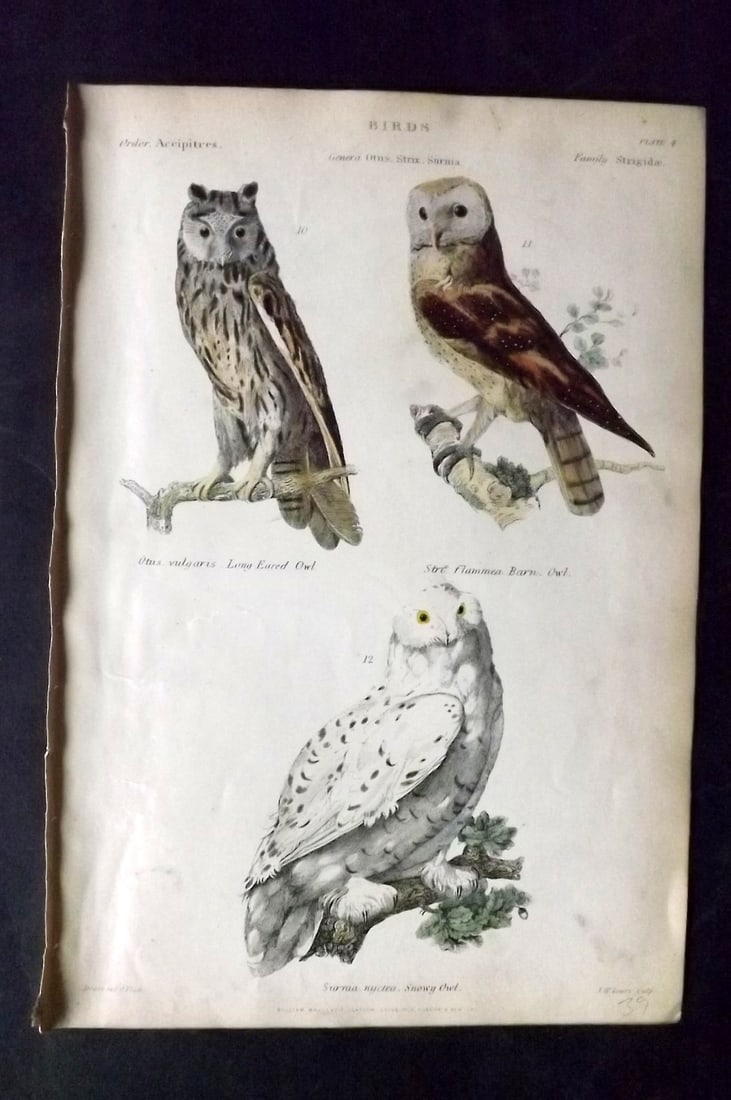 Richardson, John 1862 Hand Col Bird Print. Snowy Owl, Long Eared Owl, Barn Owl (1 of 1)