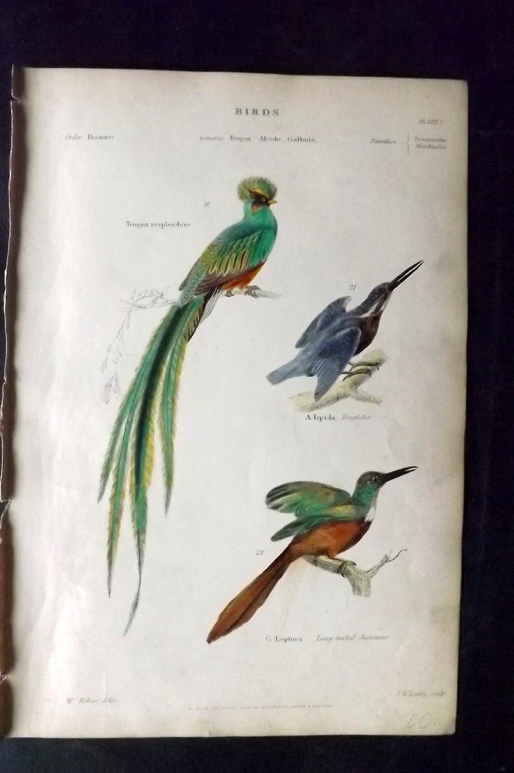 Richardson, John 1862 Hand Col Bird Print. Trogon, Kingfisher, Jacamar: Hand Colored Steel Engraving/Etching Published 1859-62 by William Mackenzie, Edinburgh & London for "The Museum of Natural History" by John Richardson. Paper Size: 10.5 x 7 inch (27 x 18cm) Very minor