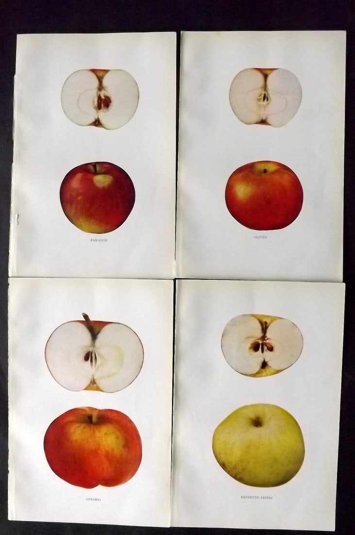 Beach, S A. 1905 Lot of 4 Color Fruit Prints. Apples of New York: Halftones Published 1905, Albany for "The Apples of New York" by S. A. Beach, N. O. Booth and O. M. Taylor. Paper Size: 9 x 6 inch (23 x 15cm) Good Condition