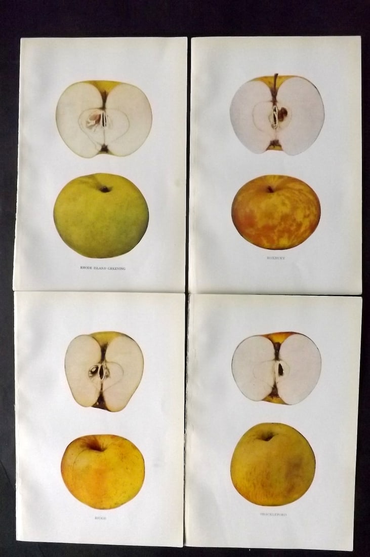 Beach, S A. 1905 Lot of 4 Color Fruit Prints. Apples of New York: Halftones Published 1905, Albany for "The Apples of New York" by S. A. Beach, N. O. Booth and O. M. Taylor. Paper Size: 9 x 6 inch (23 x 15cm) Good Condition