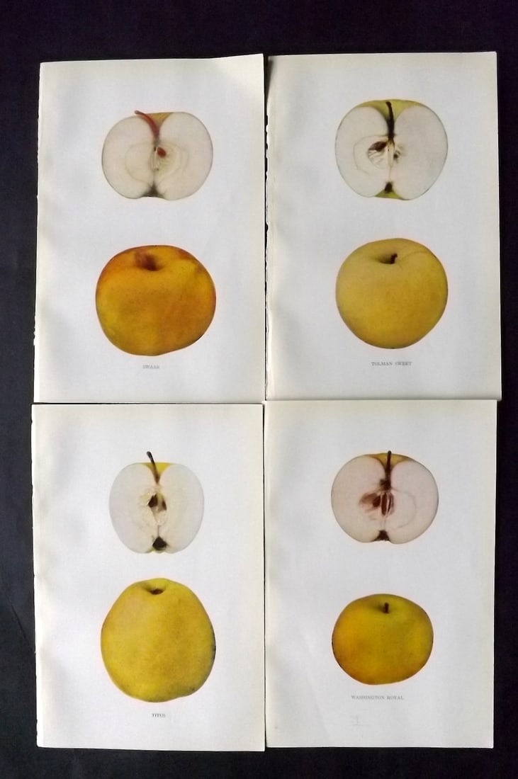 Beach, S A. 1905 Lot of 4 Color Fruit Prints. Apples of New York: Halftones Published 1905, Albany for "The Apples of New York" by S. A. Beach, N. O. Booth and O. M. Taylor. Paper Size: 9 x 6 inch (23 x 15cm) Good Condition