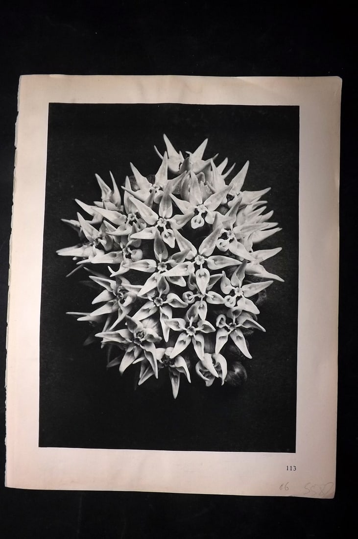Blossfeldt, Karl 1928 First Edition Botanical Print 113 (1 of 1)