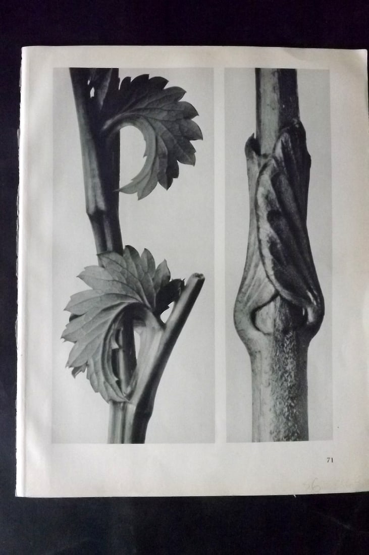 Blossfeldt, Karl 1928 First Edition Botanical Print 71 (1 of 1)