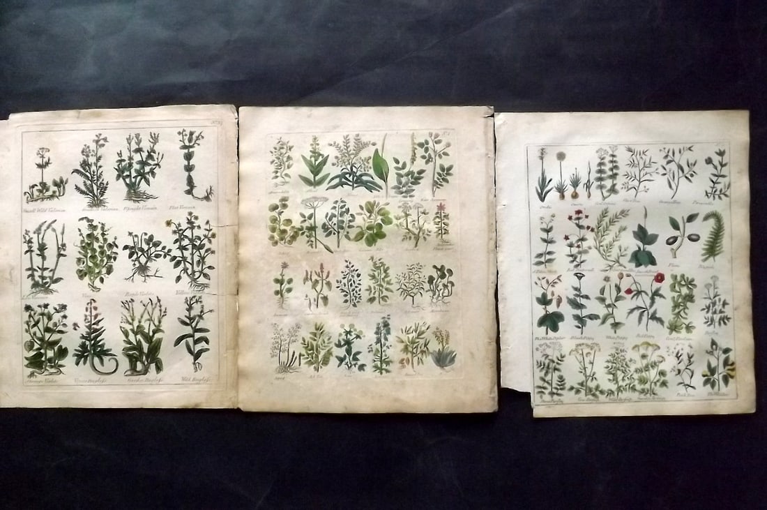 Culpeper, Nicholas C1800 Lot of 3 Hand Col Botanical Prints: Hand Colored Copper Plates Published C1800, London for "Culpeper's English Physician; and Complete Herbal" by Nicholas Culpeper. Paper Size: 10 x 8 inch (25 x 21cm) Minor toning/offsetting, a few marg