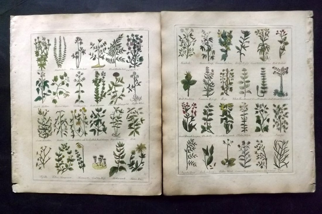 Culpeper, Nicholas C1800 Pair of Hand Col Botanical Prints (1 of 2)