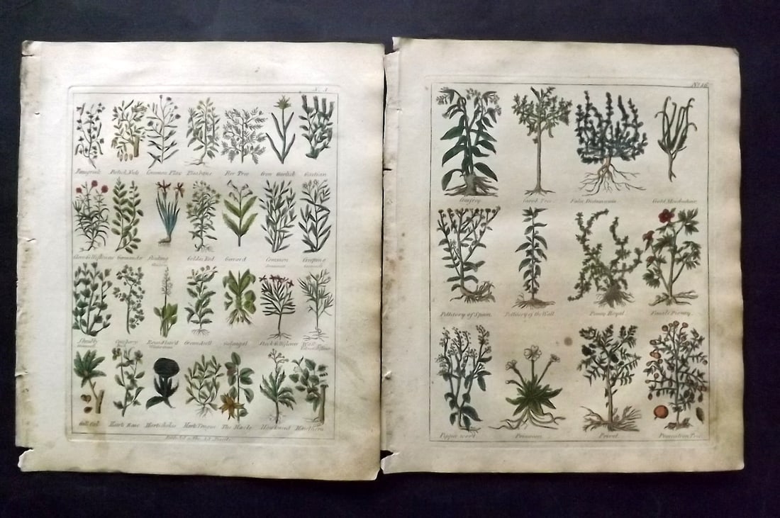 Culpeper, Nicholas C1800 Pair of Hand Col Botanical Prints (1 of 2)