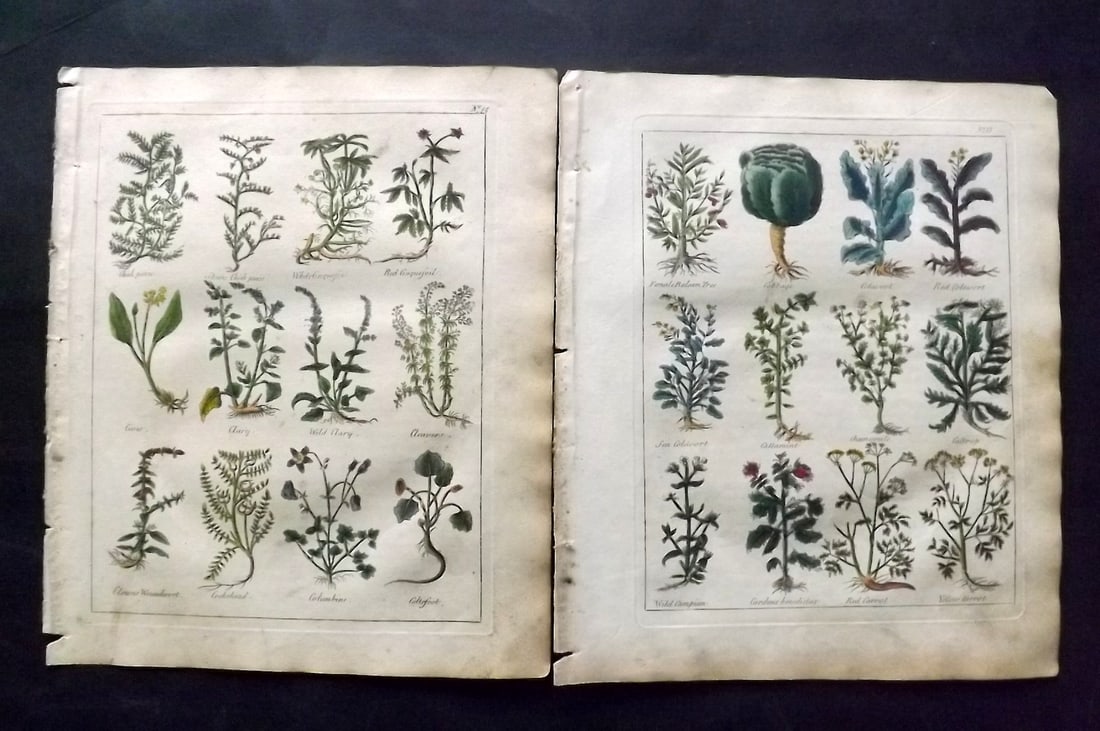 Culpeper, Nicholas C1800 Pair of Hand Col Botanical Prints (1 of 2)