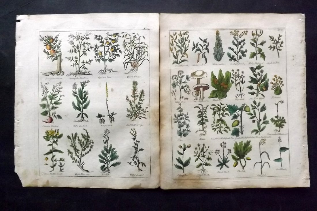 Culpeper, Nicholas C1800 Pair of Hand Col Botanical Prints (1 of 2)