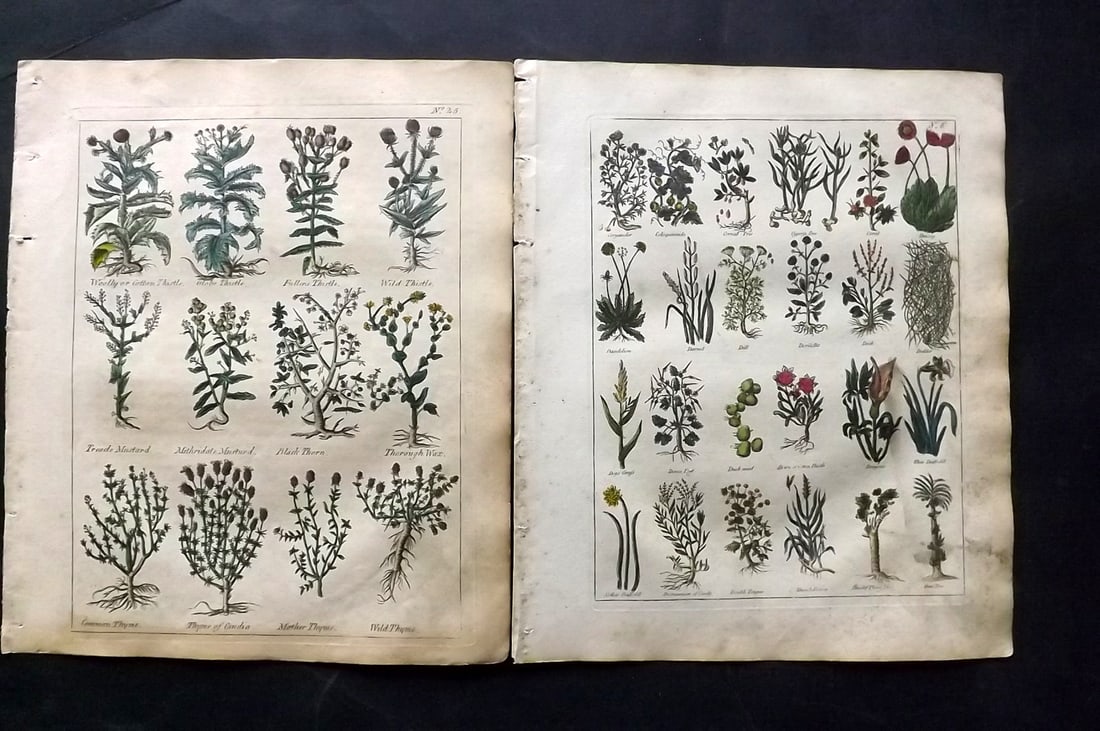 Culpeper, Nicholas C1800 Pair of Hand Col Botanical Prints (1 of 2)