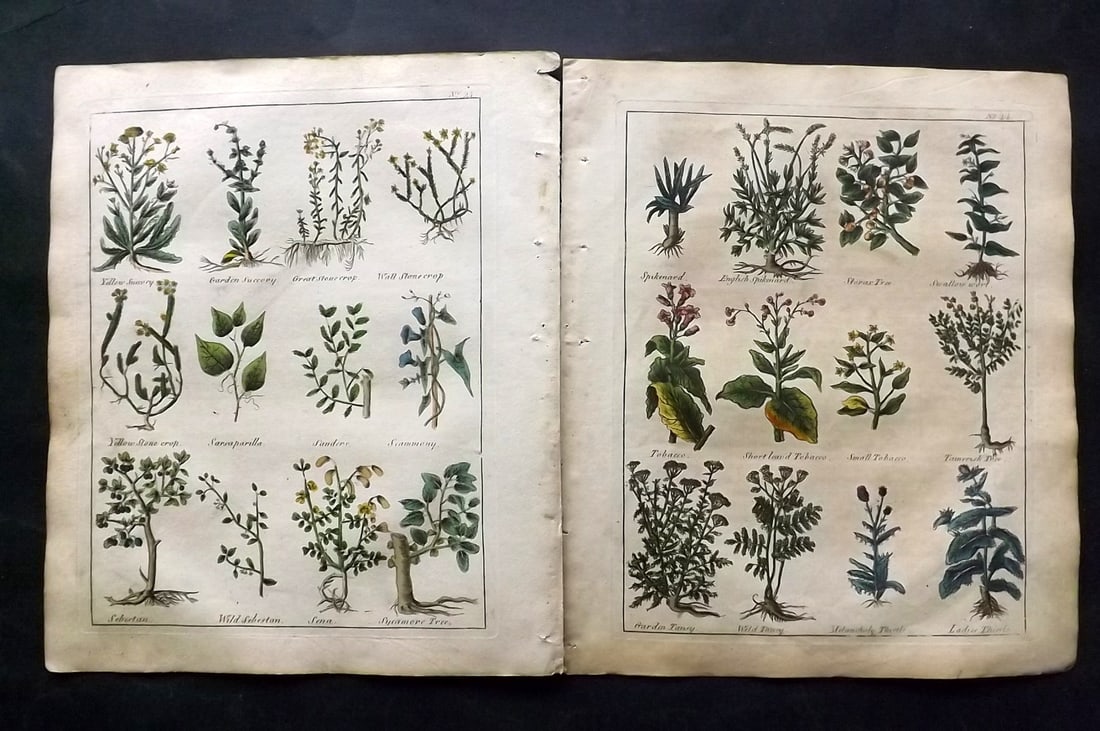 Culpeper, Nicholas C1800 Pair of Hand Col Botanical Prints (1 of 2)