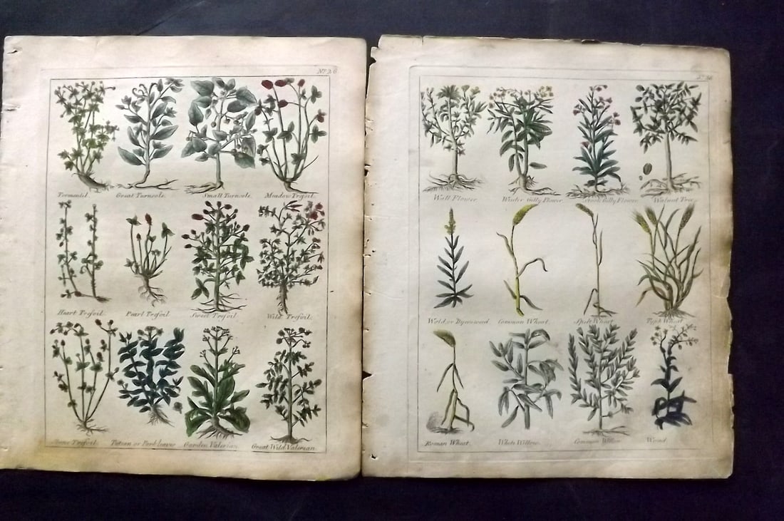 Culpeper, Nicholas C1800 Pair of Hand Col Botanical Prints (1 of 2)