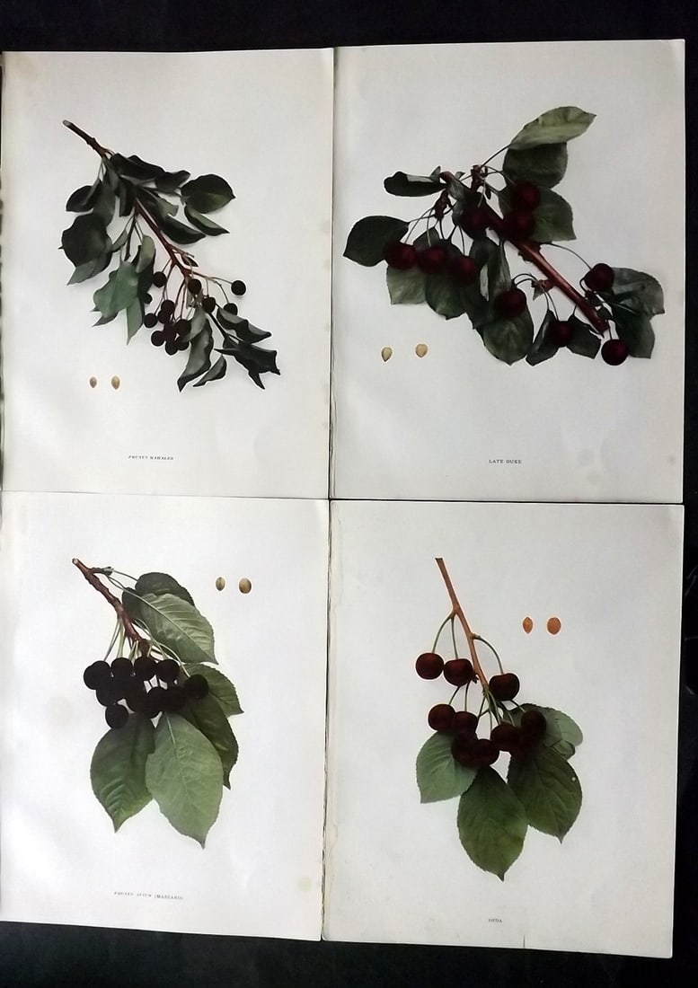 Hedrick, U. P. 1915 Lot of 4 Fruit Prints. Cherries (1 of 2)