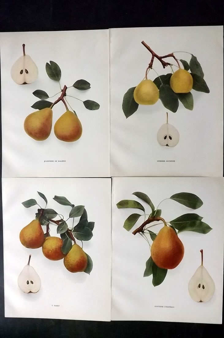 Hedrick, U. P. 1921 Lot of 4 Botanical Prints. Pears (1 of 2)