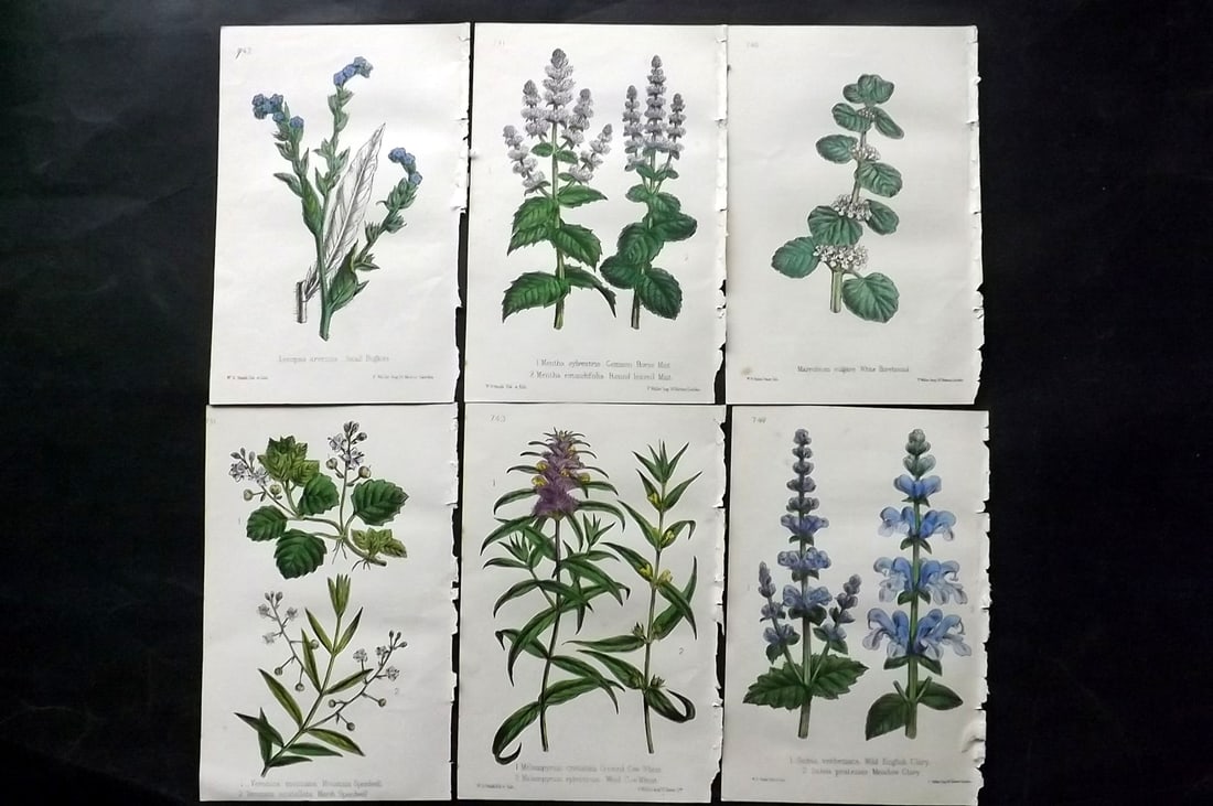 Hogg & Johnson C1870 Lot of 6 Hand Col Botanical Prints: Hand Coloured Lithographs Published 1863-1880, London for "The Wild Flowers of Great Britain" by Robert Hogg & George W. Johnson. Paper Size: 9 x 5.5 inch (23 x 14cm) Good Condition