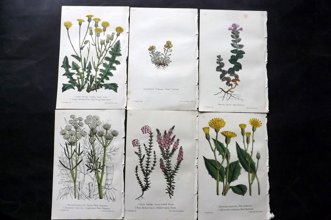 Hogg & Johnson C1870 Lot of 6 Hand Col Botanical Prints: Hand Coloured Lithographs Published 1863-1880, London for "The Wild Flowers of Great Britain" by Robert Hogg & George W. Johnson. Paper Size: 9 x 5.5 inch (23 x 14cm) Good Condition