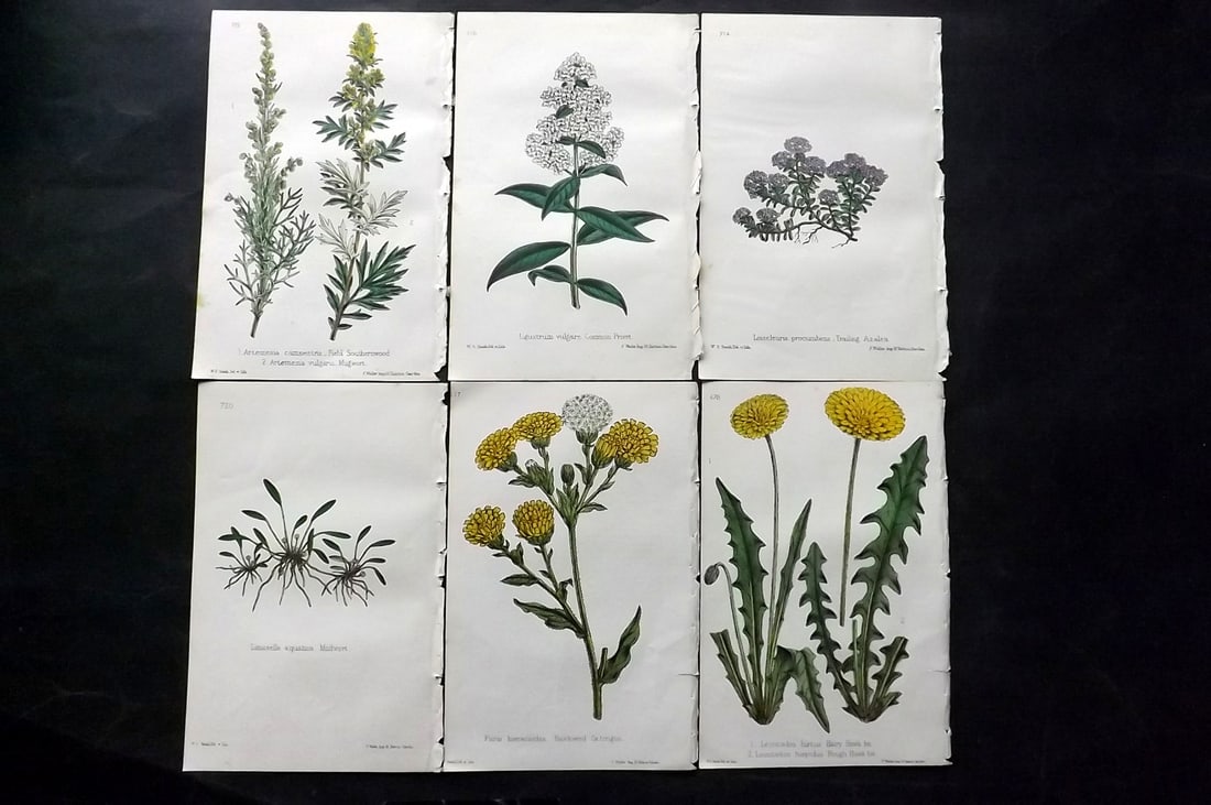 Hogg & Johnson C1870 Lot of 6 Hand Col Botanical Prints: Hand Coloured Lithographs Published 1863-1880, London for "The Wild Flowers of Great Britain" by Robert Hogg & George W. Johnson. Paper Size: 9 x 5.5 inch (23 x 14cm) Good Condition
