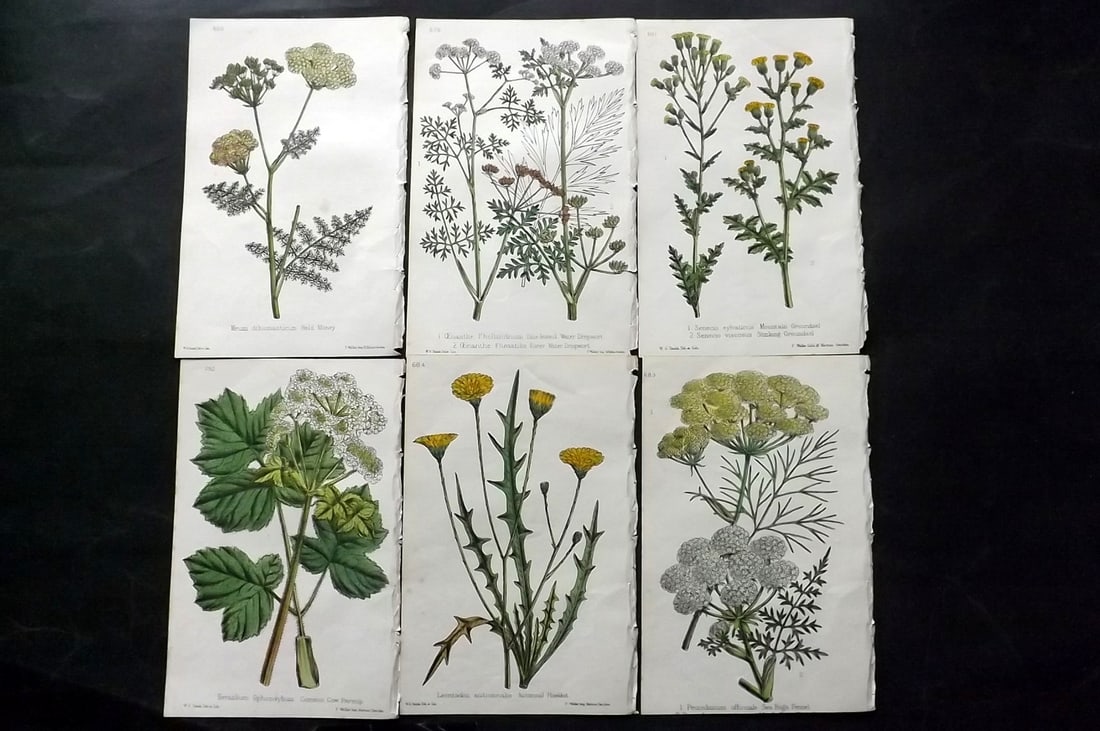 Hogg & Johnson C1870 Lot of 6 Hand Col Botanical Prints: Hand Coloured Lithographs Published 1863-1880, London for "The Wild Flowers of Great Britain" by Robert Hogg & George W. Johnson. Paper Size: 9 x 5.5 inch (23 x 14cm) Good Condition